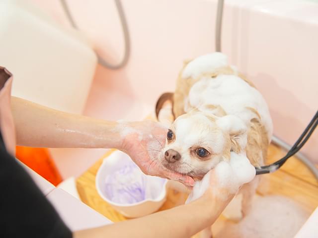 トリミング中のワンちゃん