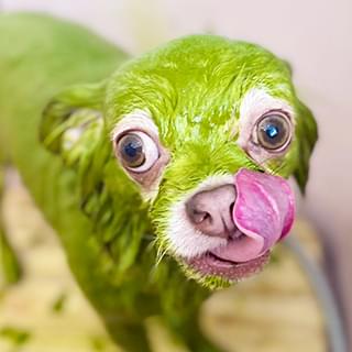 ワンちゃん